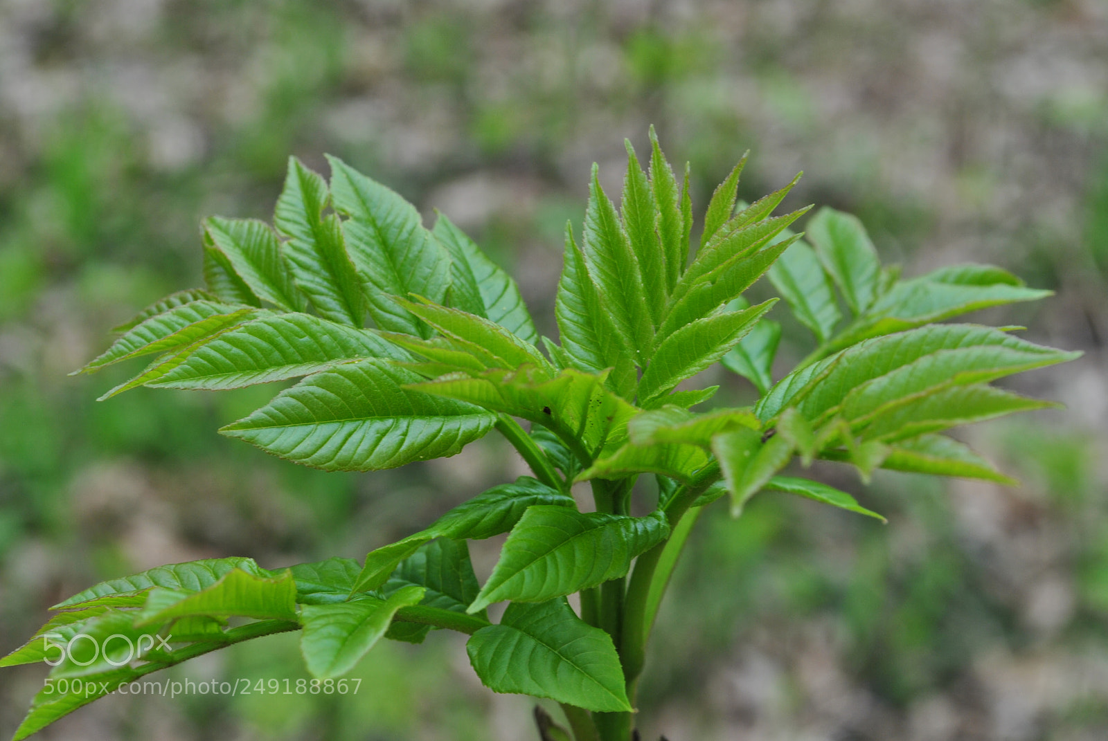 Nikon D3000 sample photo. Vegetation 3 photography
