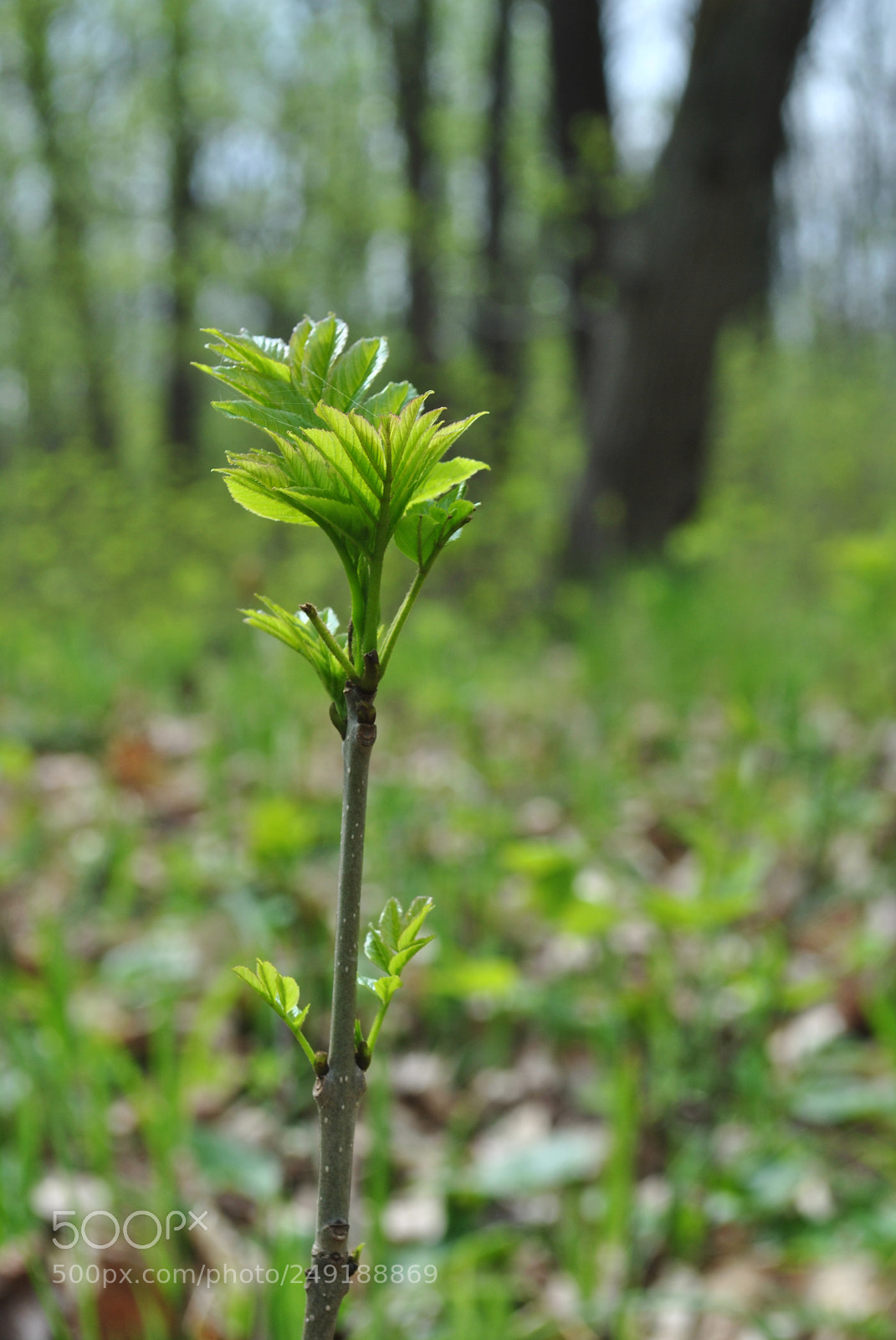 Nikon D3000 sample photo. Vegetation 2 photography