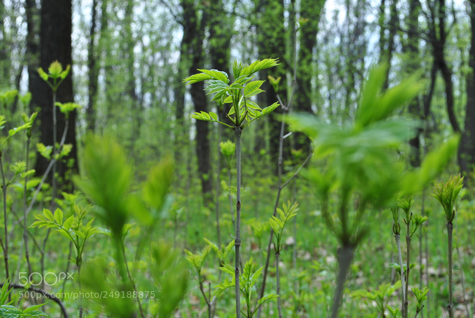 Nikon D3000 sample photo. Vegetation 4 photography