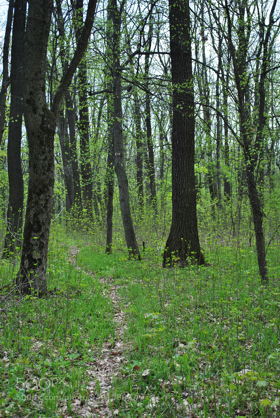 Nikon D3000 sample photo. Greenwood photography