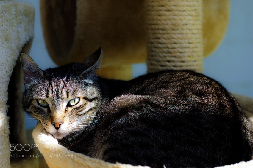 Nikon D3100 sample photo. Untitled photography