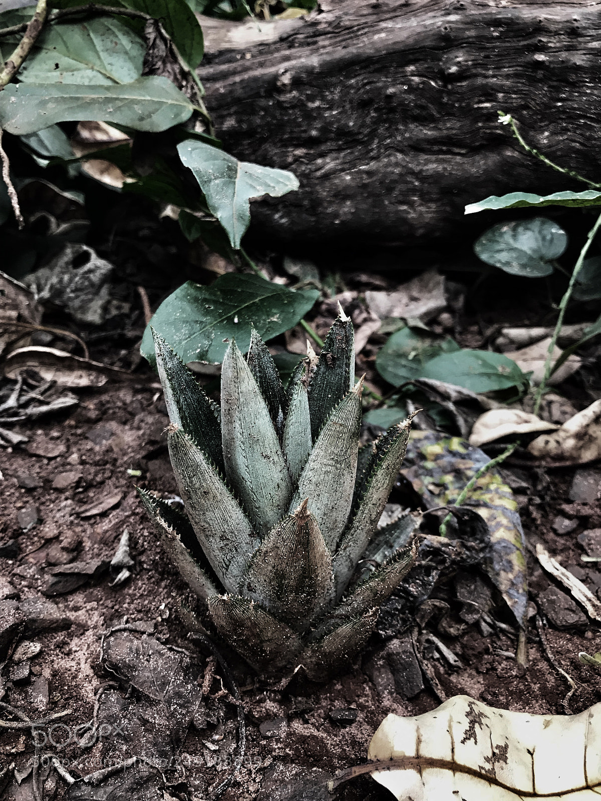 Apple iPhone 7 sample photo. Abacaxi ? photography