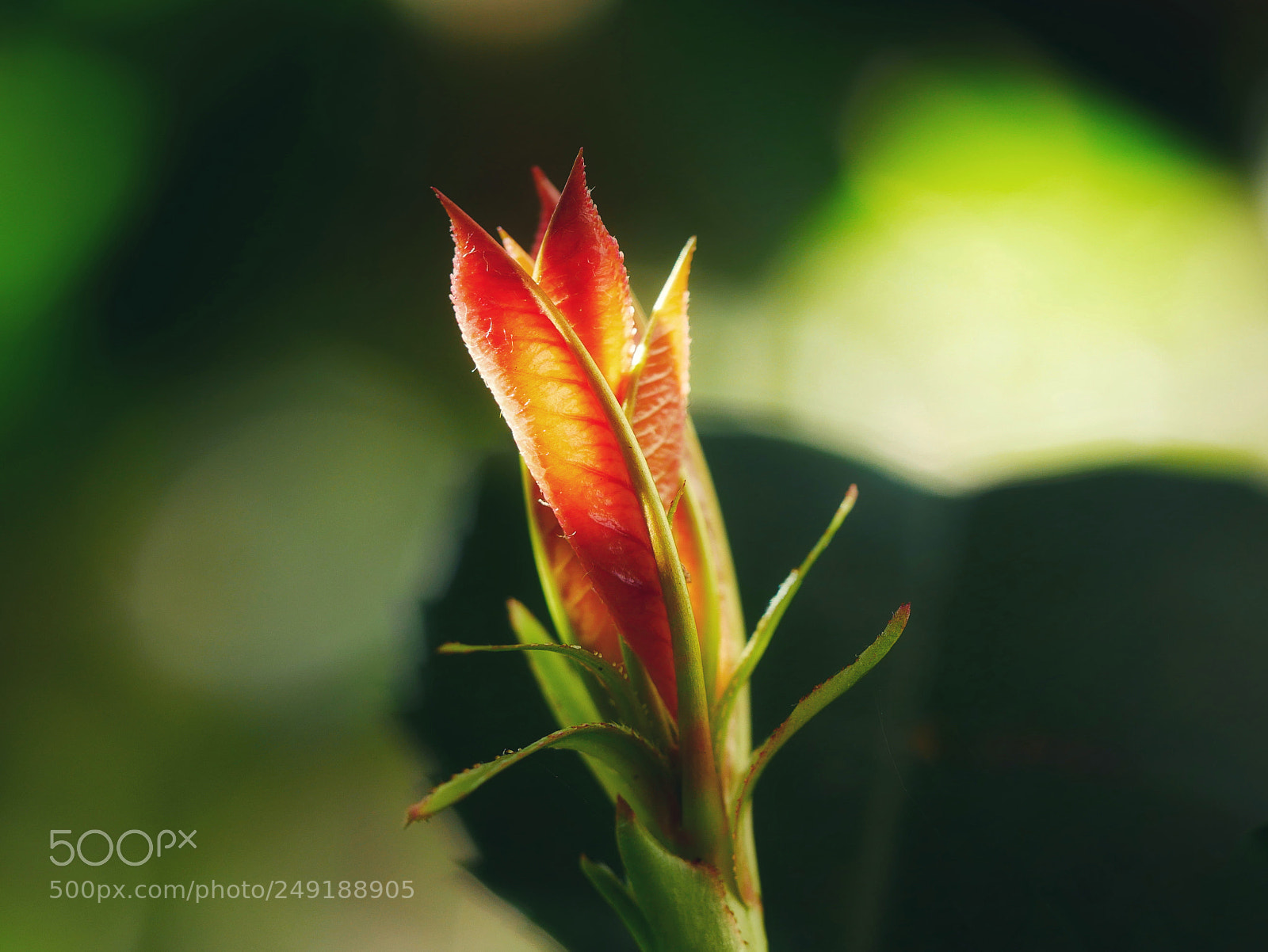 Panasonic Lumix DMC-GX85 (Lumix DMC-GX80 / Lumix DMC-GX7 Mark II) sample photo. Spring... photography
