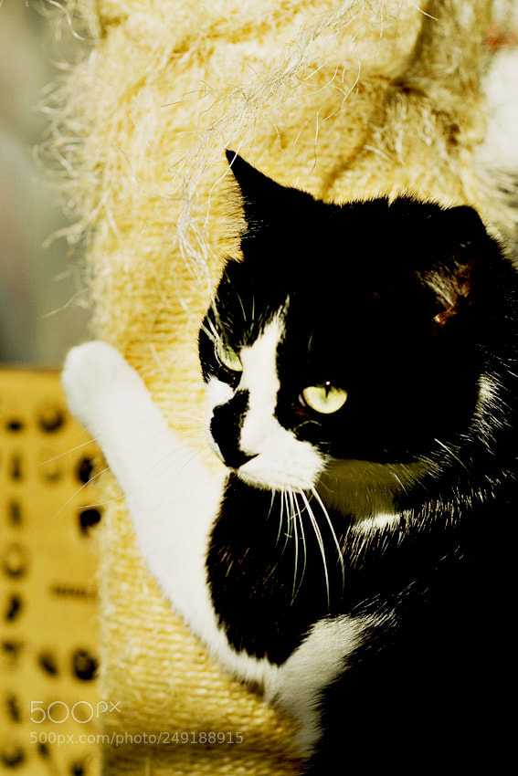 Nikon D3100 sample photo. Untitled photography
