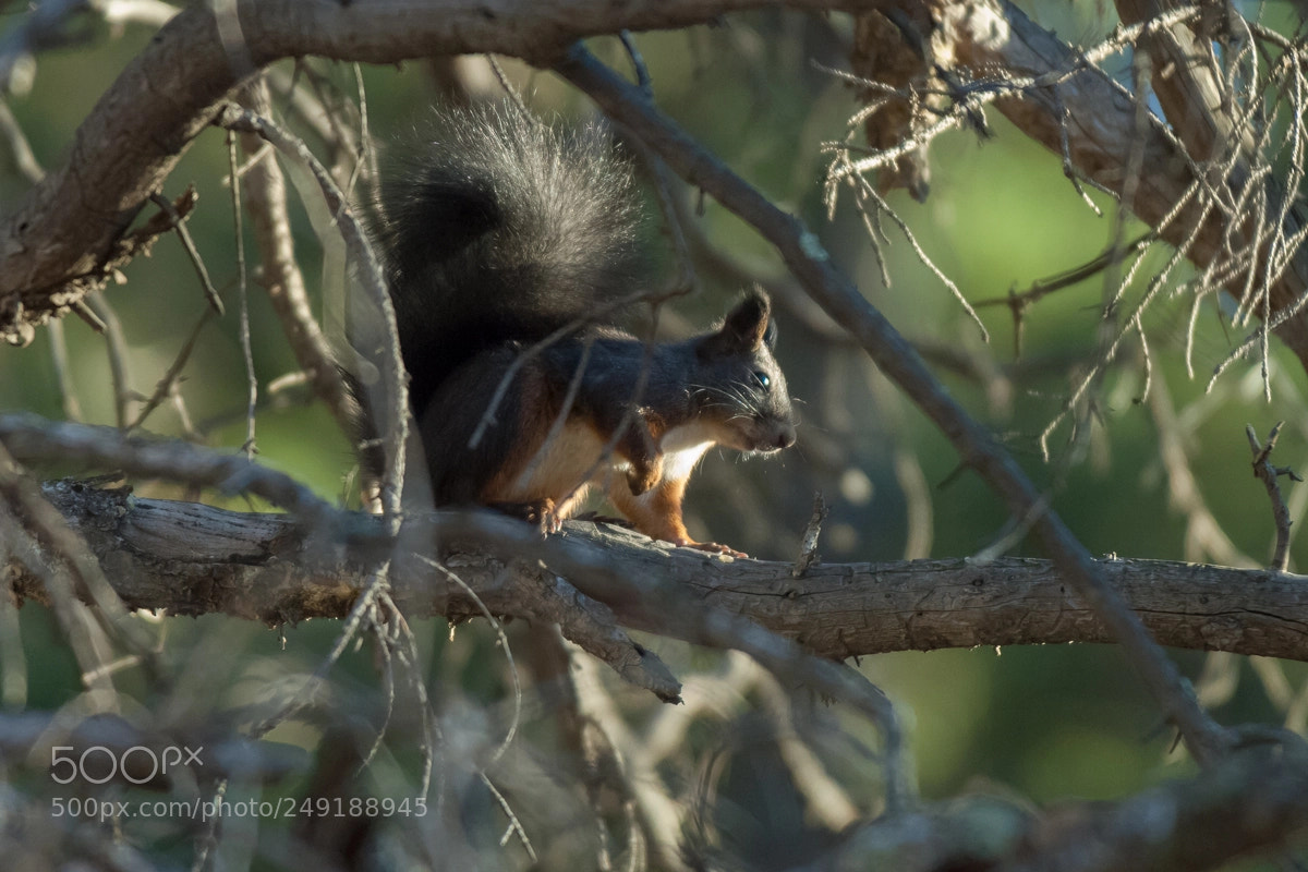 Nikon D2X sample photo. Squirell in the forest photography