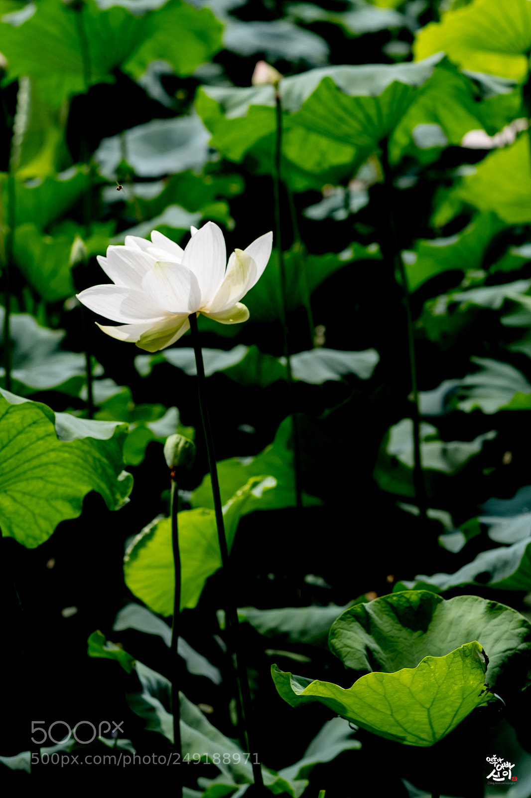 Fujifilm X-T2 sample photo. White lotus photography