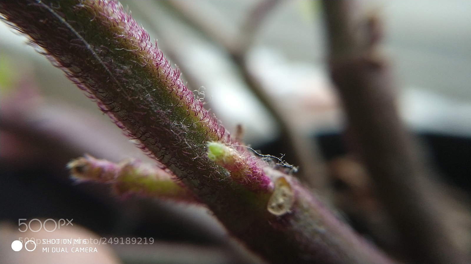 Xiaomi MI6 sample photo. First macro test?? photography