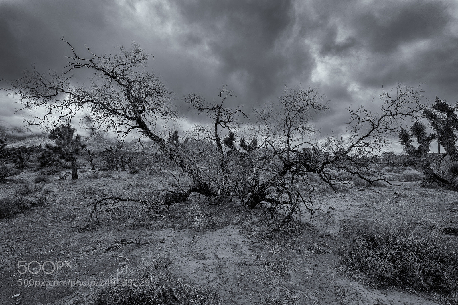 Sony a7 sample photo. The southern nevada desert photography