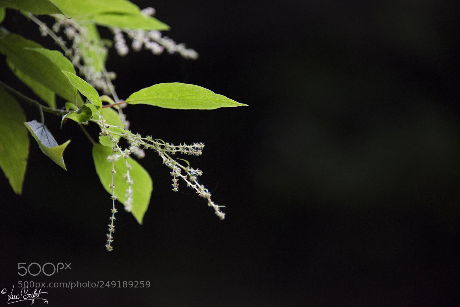 Nikon D800 sample photo. Tinny little flower photography