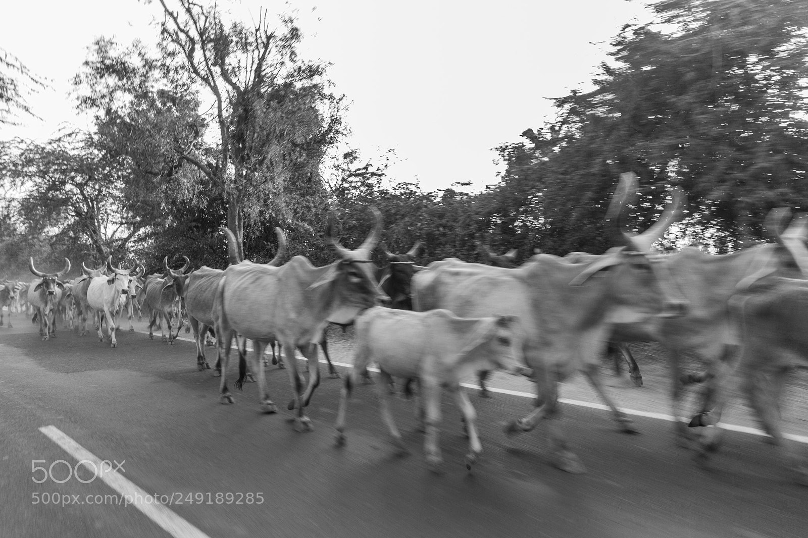 Canon EOS 550D (EOS Rebel T2i / EOS Kiss X4) sample photo. The cattle herd photography