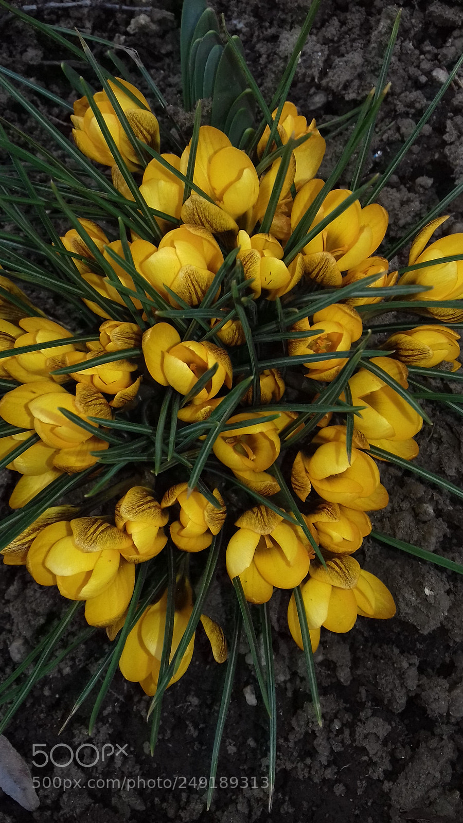 Samsung Galaxy J3(2016) sample photo. Spring is here? photography