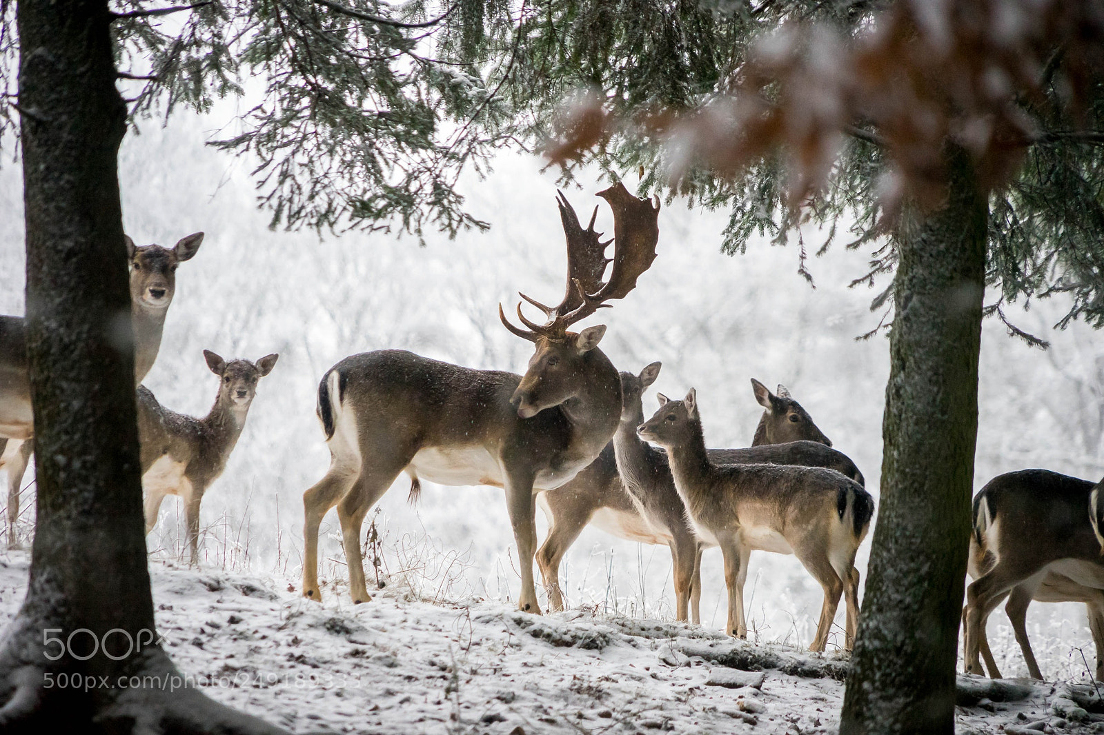 Sony a7 II sample photo. Deer photography