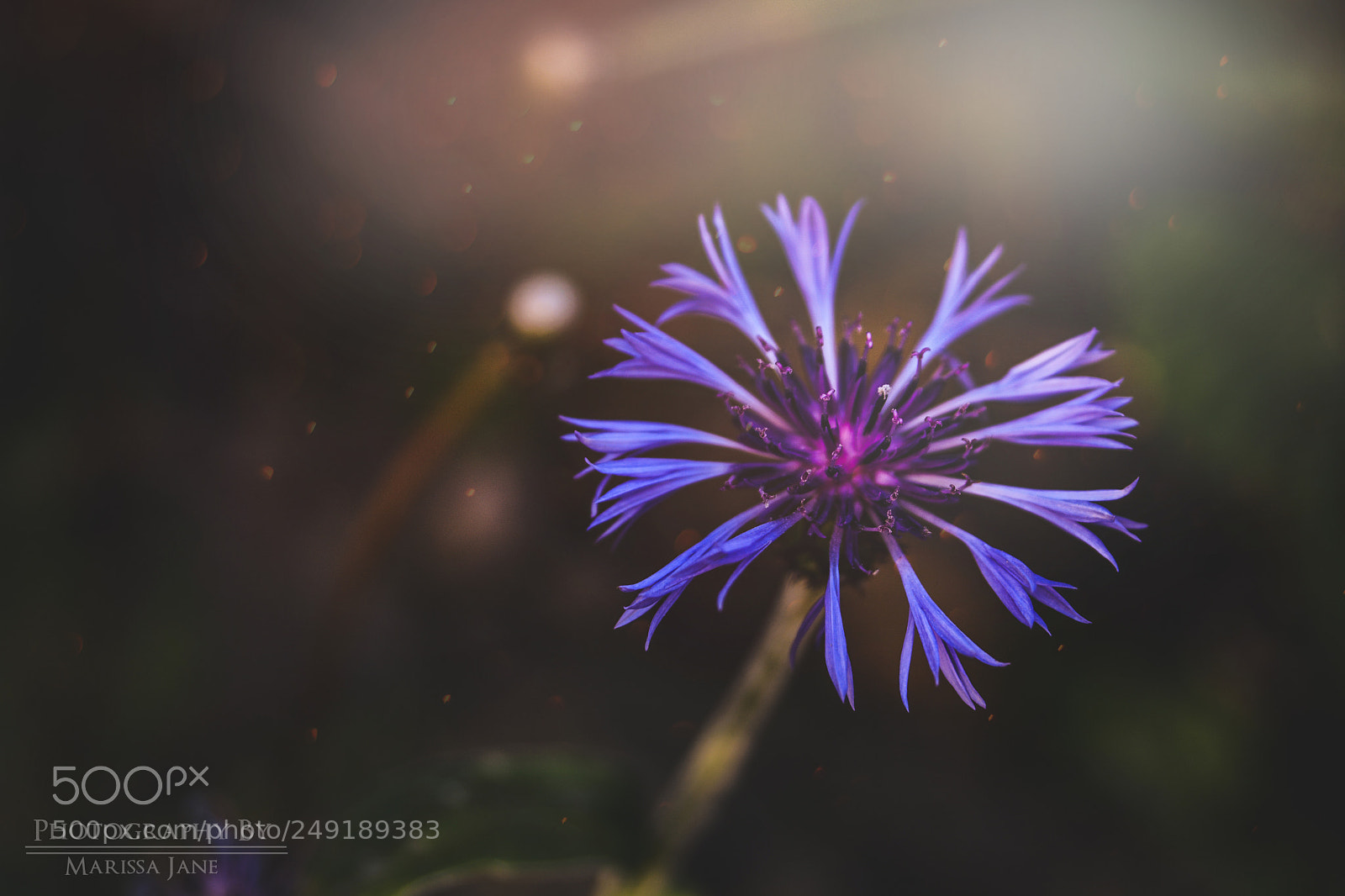 Nikon D7100 sample photo. Midnight florals photography