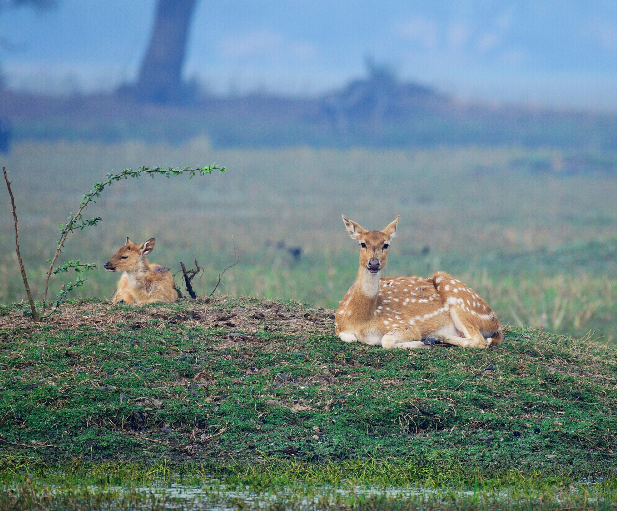 Nikon D5100 + Nikon AF-S Nikkor 200-500mm F5.6E ED VR sample photo. Mother and the child photography