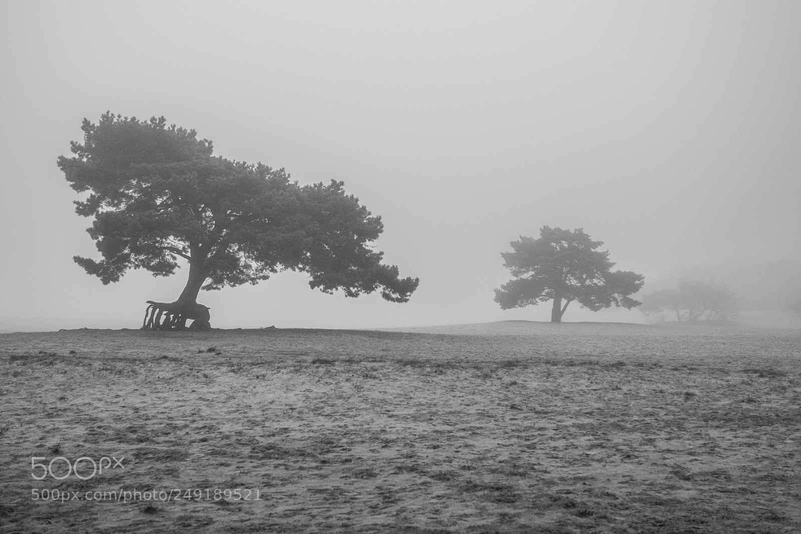 Nikon D5500 sample photo. The walking tree photography