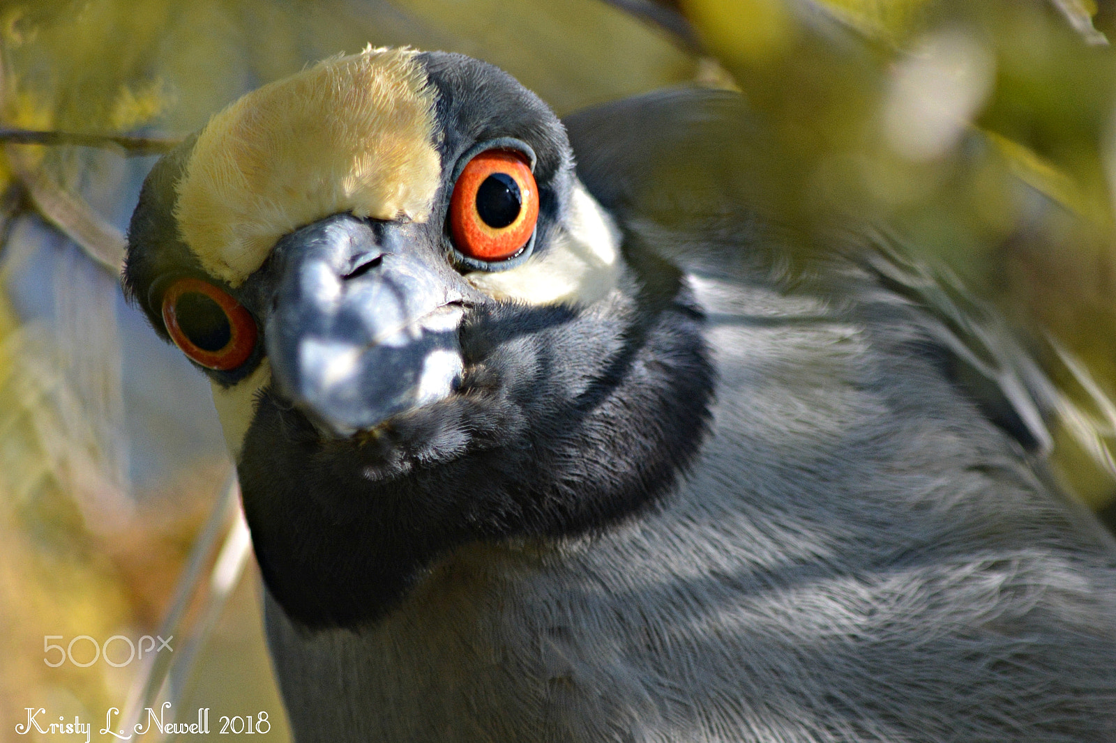 Nikon D5200 sample photo. The eyes have it! photography