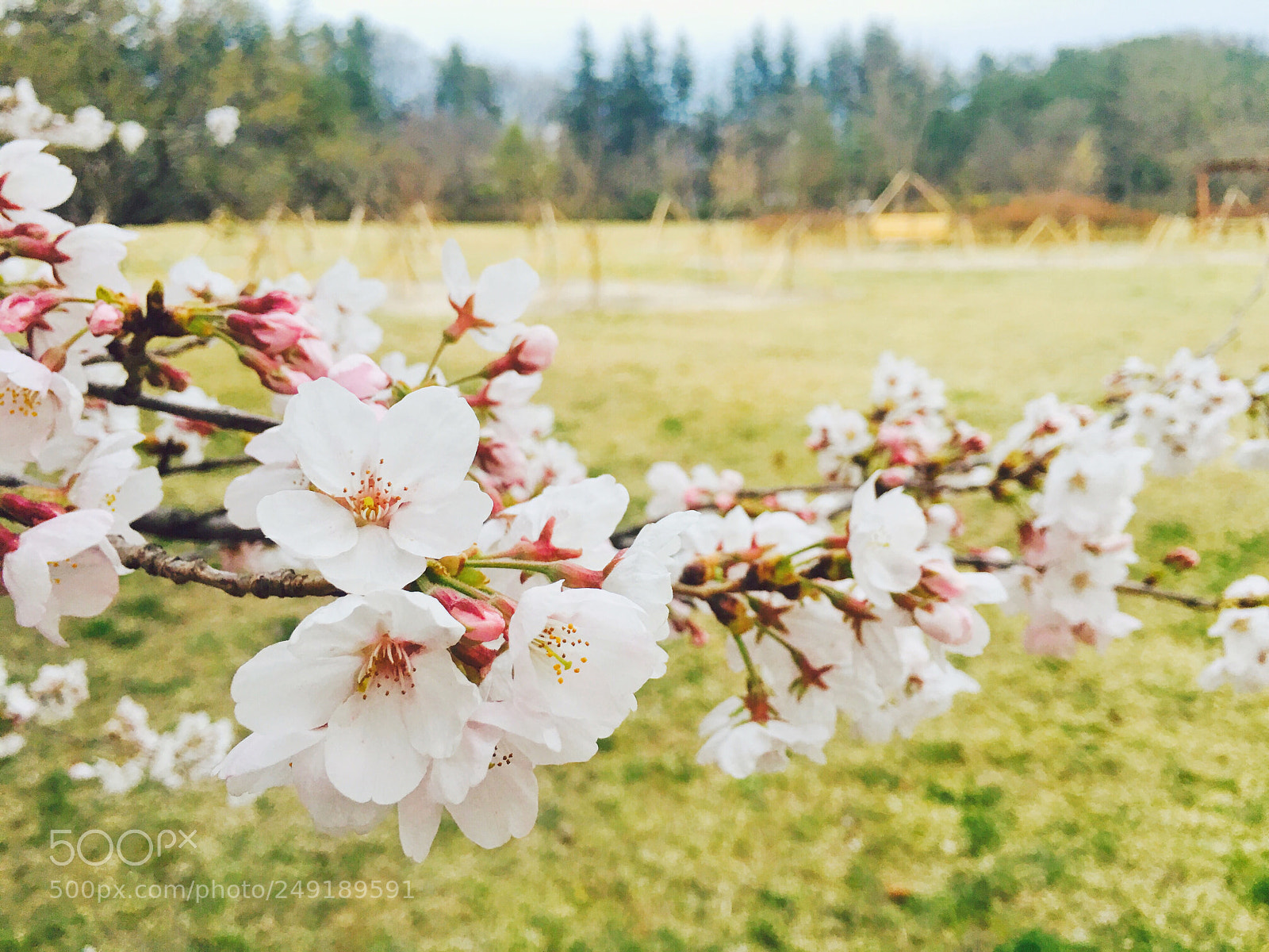 Apple iPhone 6s Plus sample photo. Cherry blossom photography