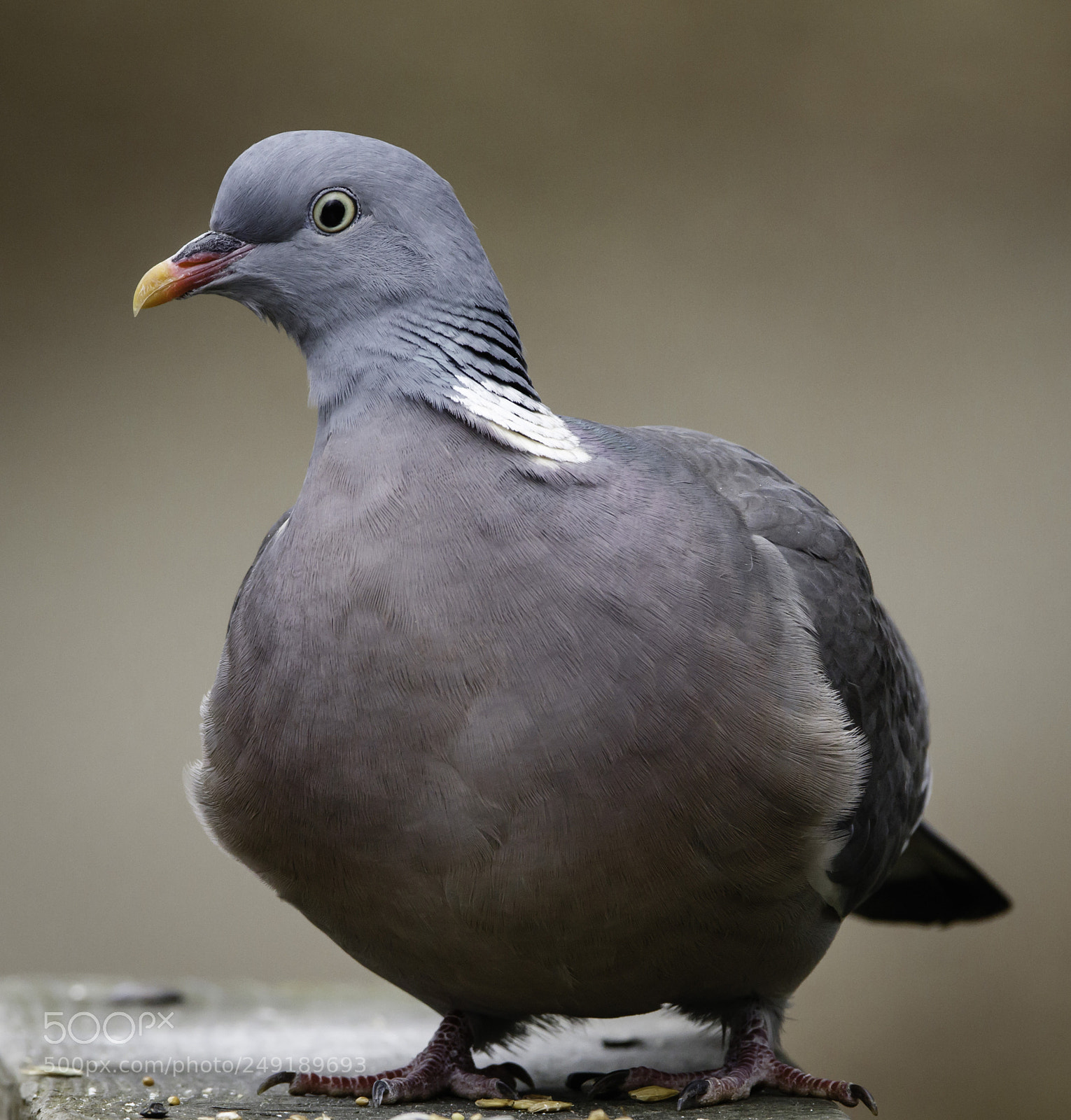 Canon EOS 7D Mark II sample photo. Columba palumbus photography