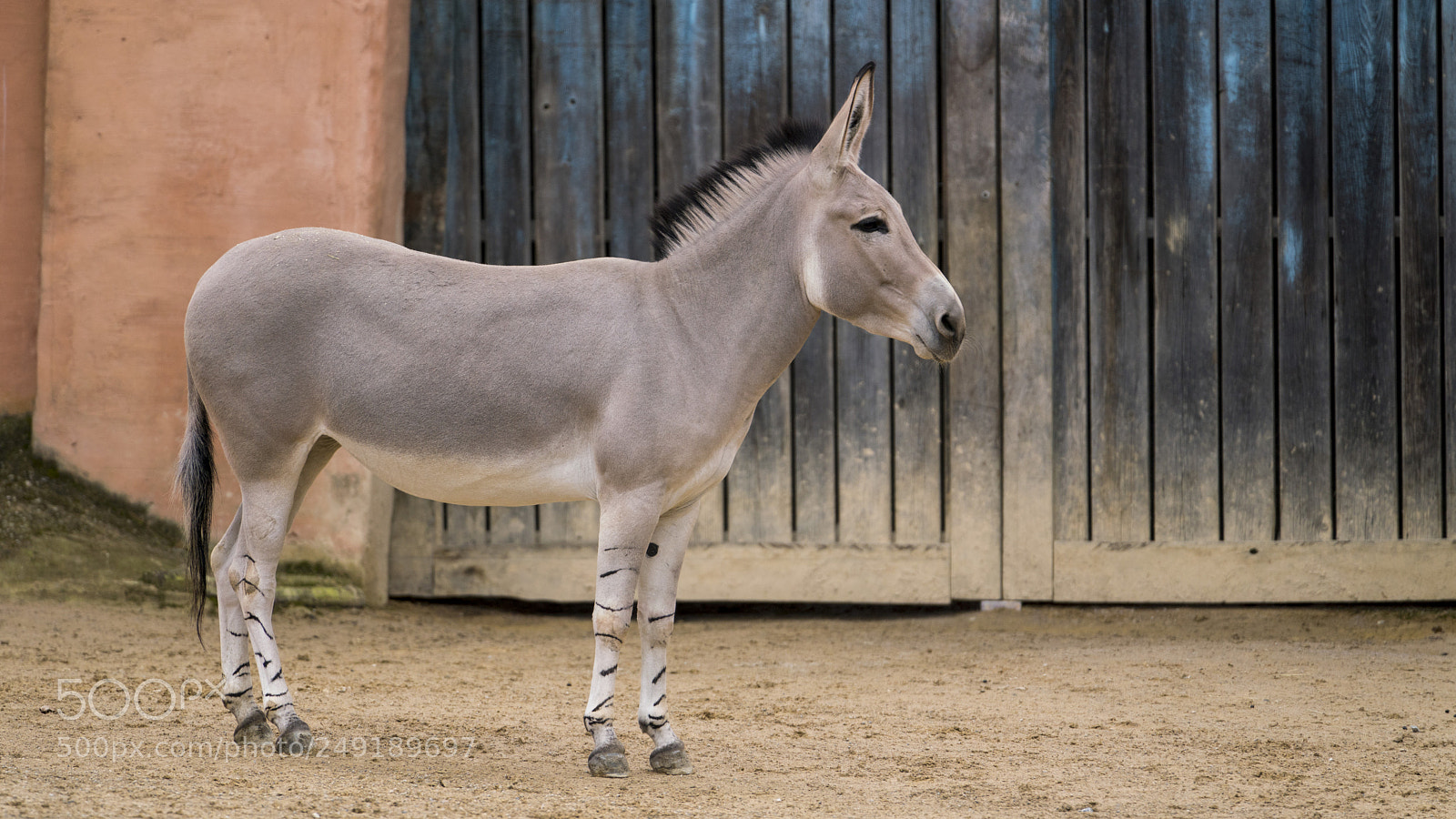 Sony a7R III sample photo. Donkey photography