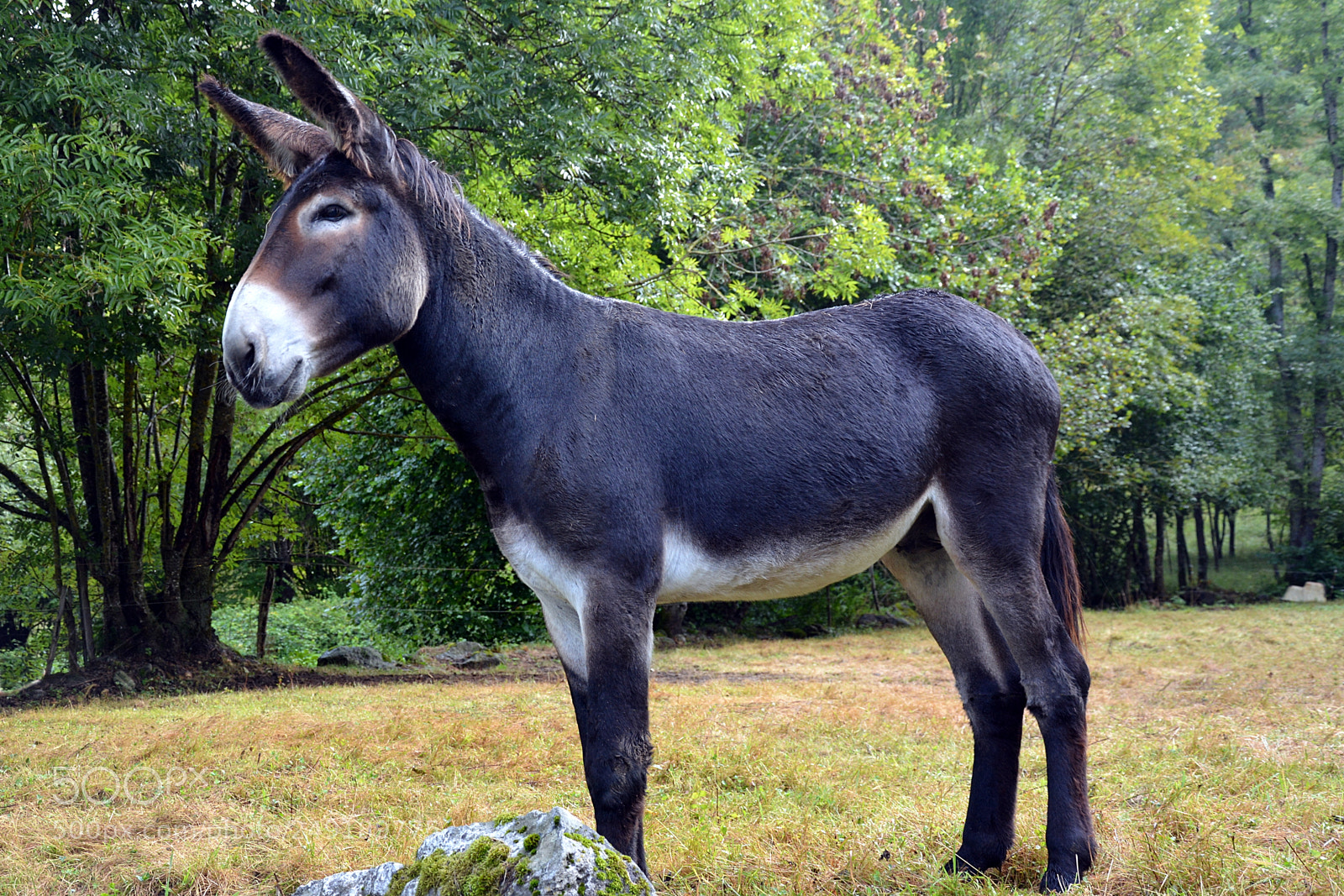 Nikon D5200 sample photo. Big donkey photography