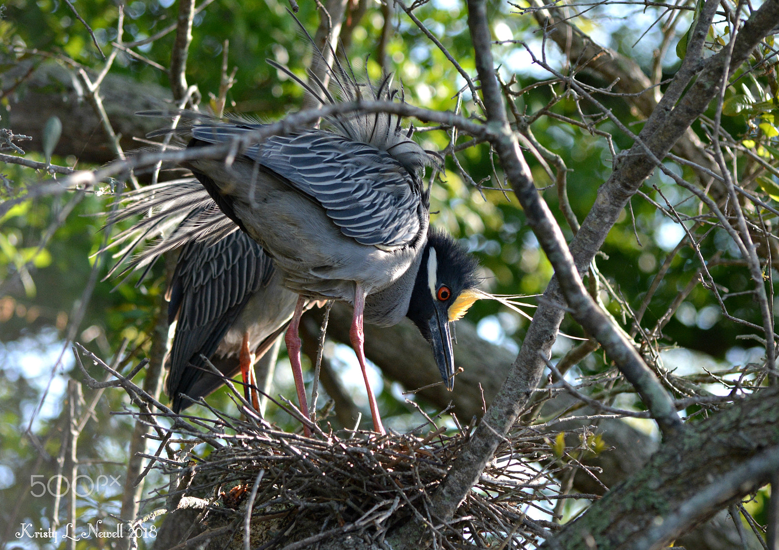 Nikon D5200 sample photo. Nesting. photography