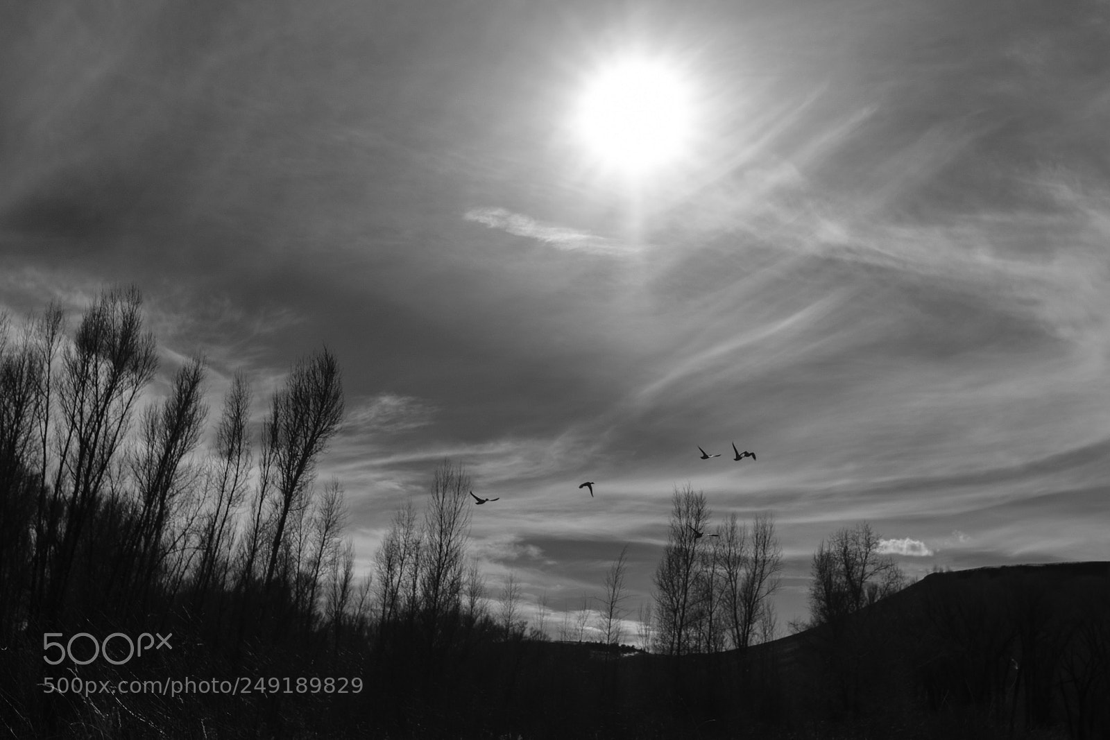 Fujifilm X-T2 sample photo. Ducks in flight photography