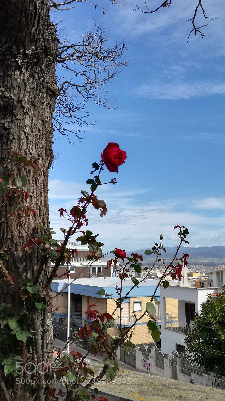 HUAWEI P9 LITE sample photo. ? rose... photography