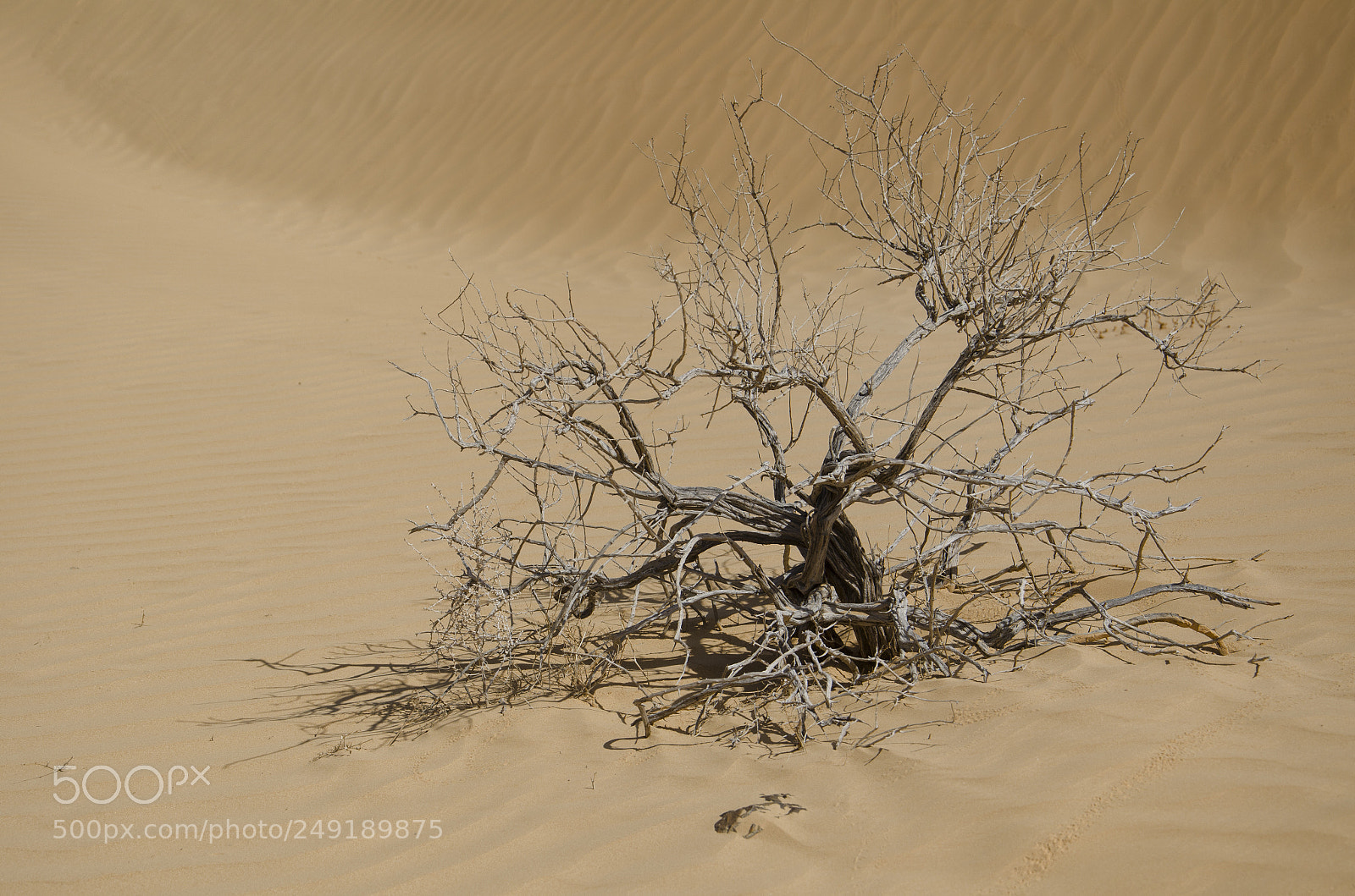 Nikon D7000 sample photo. [295] lonely tree, kasuy dunes photography