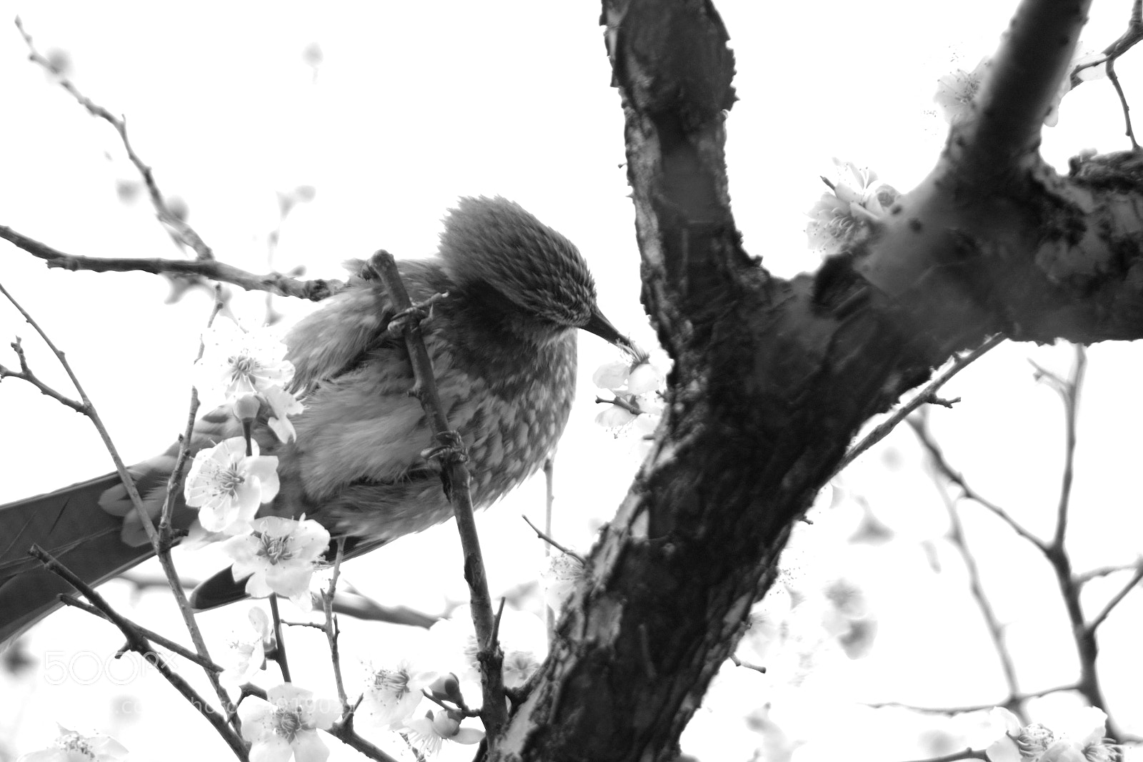 Pentax K-S2 sample photo. Yummy! photography