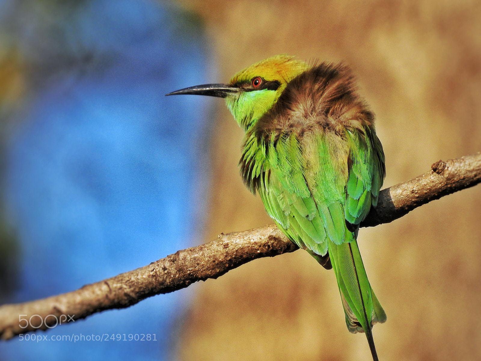 Nikon Coolpix P900 sample photo. Green bee eater photography