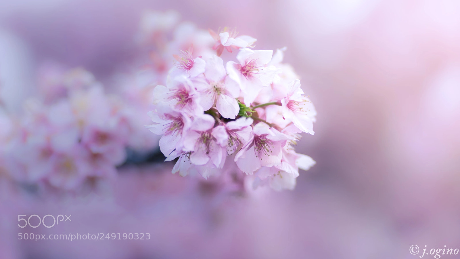 Sony a7 II sample photo. ＊＊＊ photography