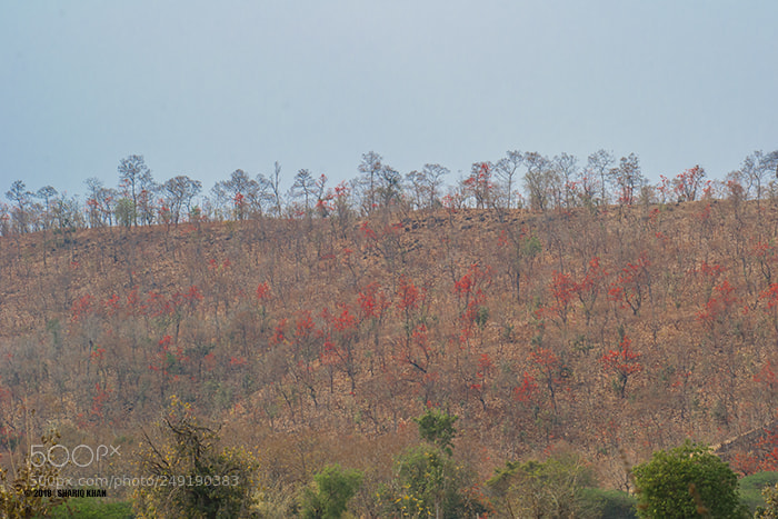 Nikon D3100 sample photo. Flame of the forest photography