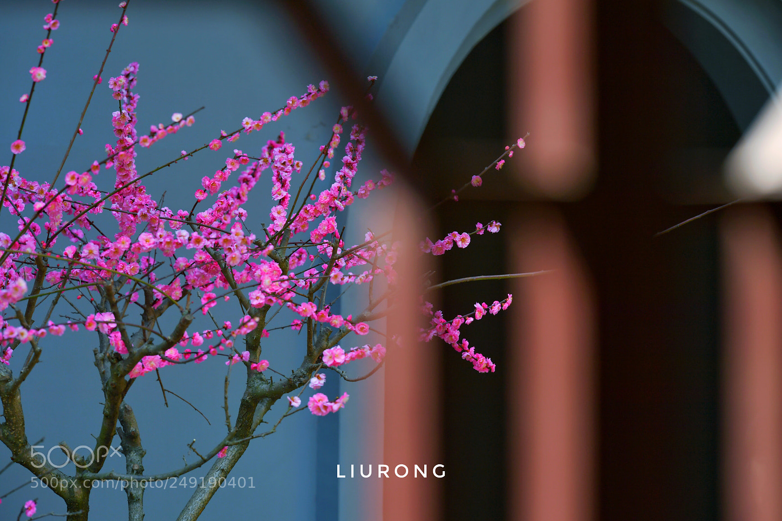Nikon D5 sample photo. Spring photography