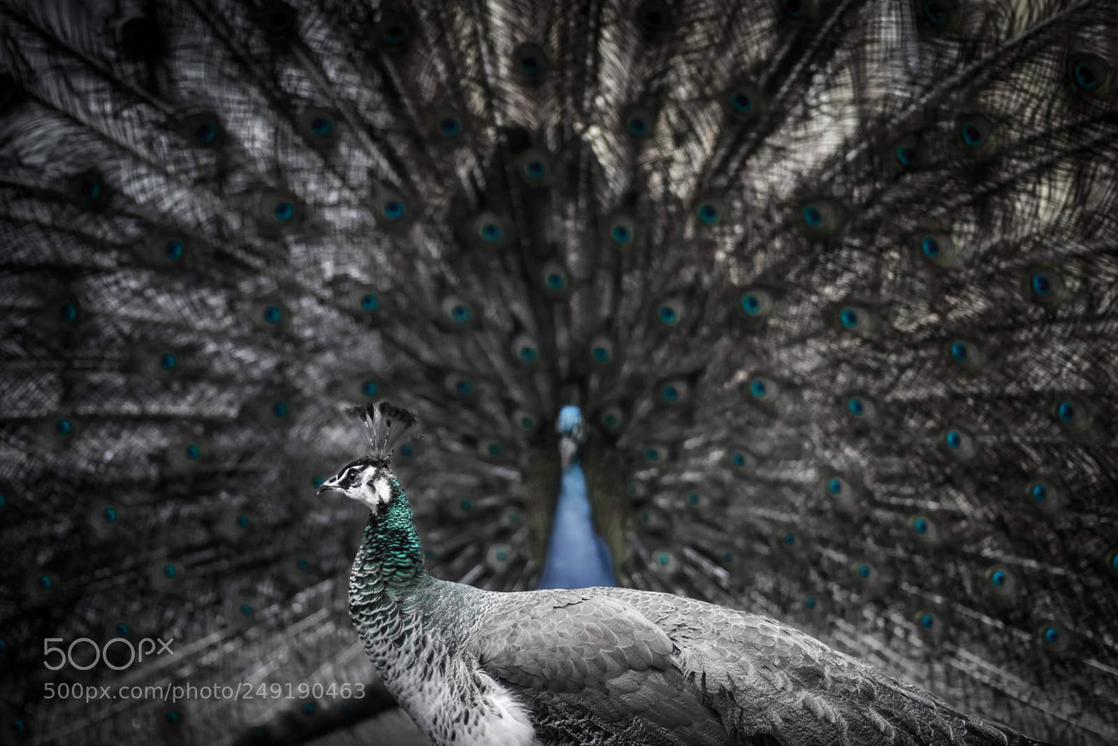 Canon EOS 80D sample photo. Peacock courtship photography