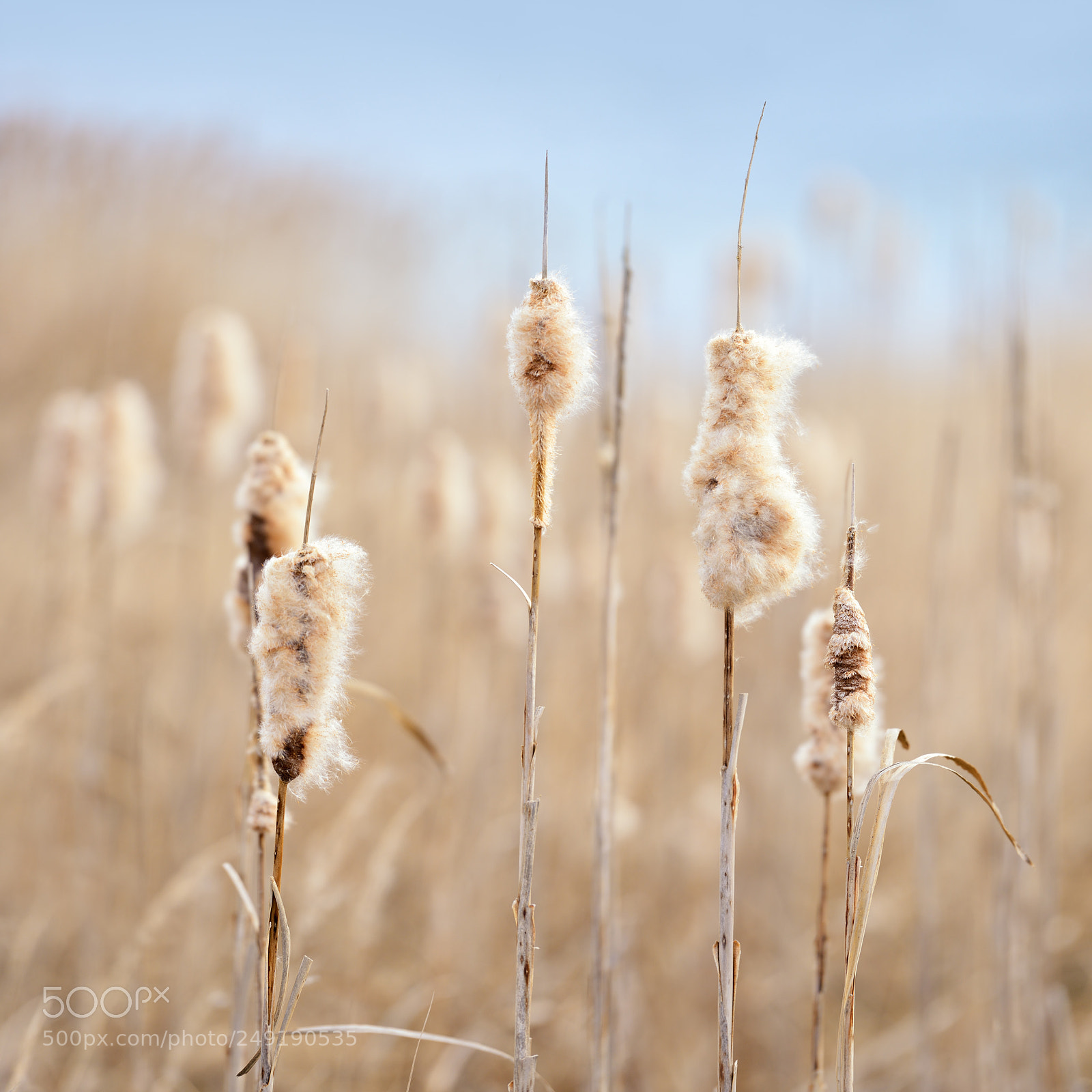 Nikon D800 sample photo. Cattails photography