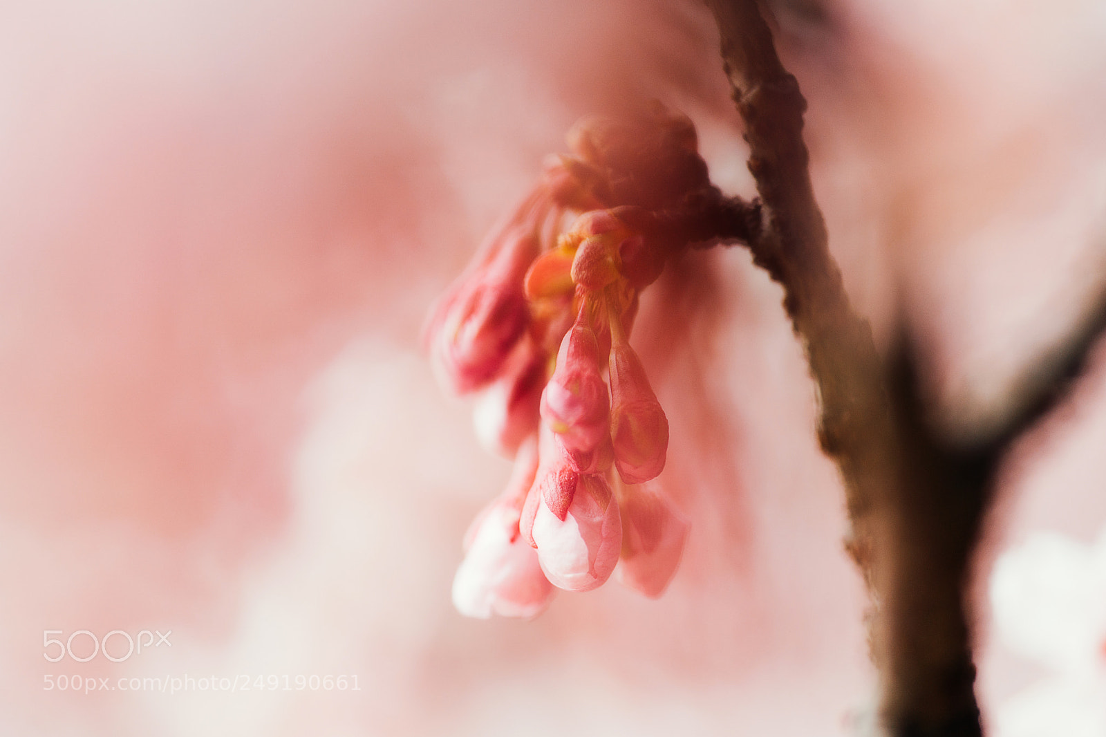 Sony a9 sample photo. Looking forward to spring photography