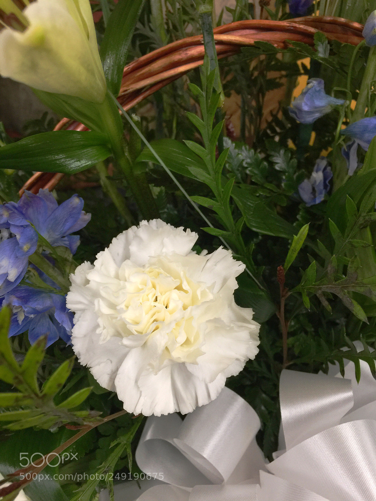 Apple iPhone 6 Plus sample photo. Today’s flower ? photography