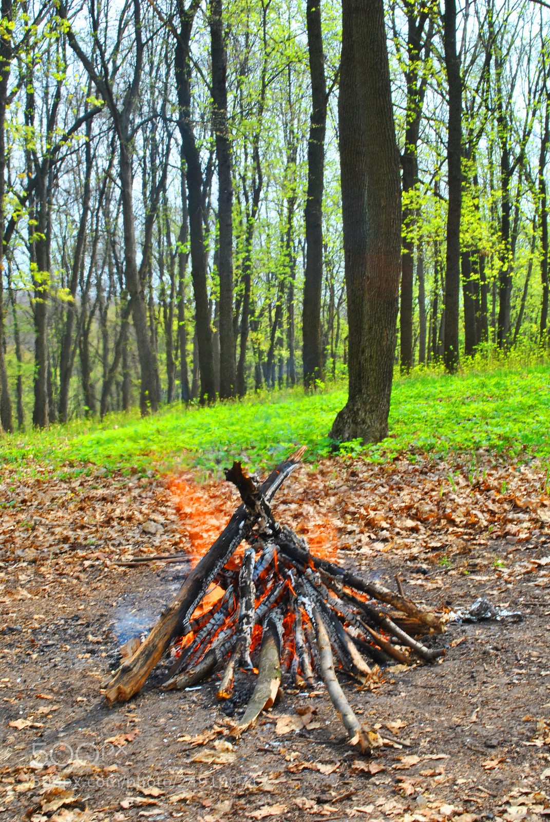 Nikon D3000 sample photo. Forest bonfire photography