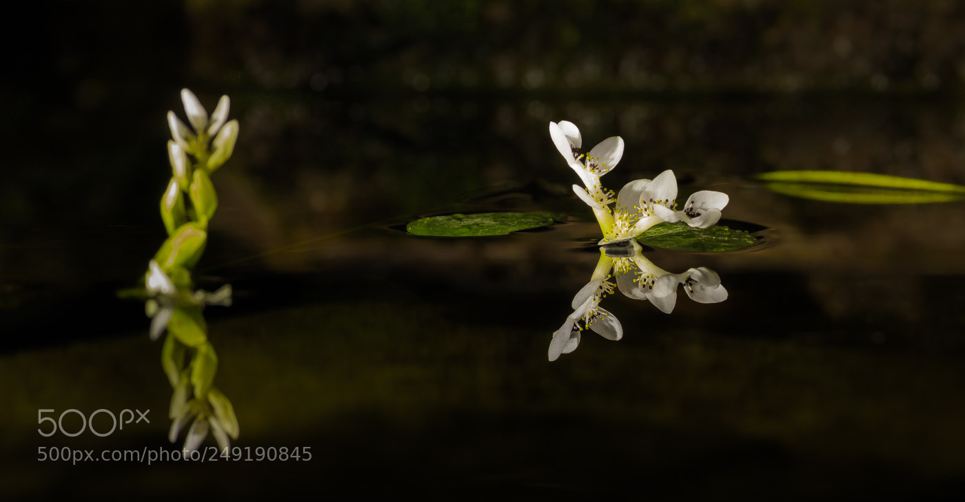 Canon EOS 760D (EOS Rebel T6s / EOS 8000D) sample photo. Kaaps fonteinkruid photography