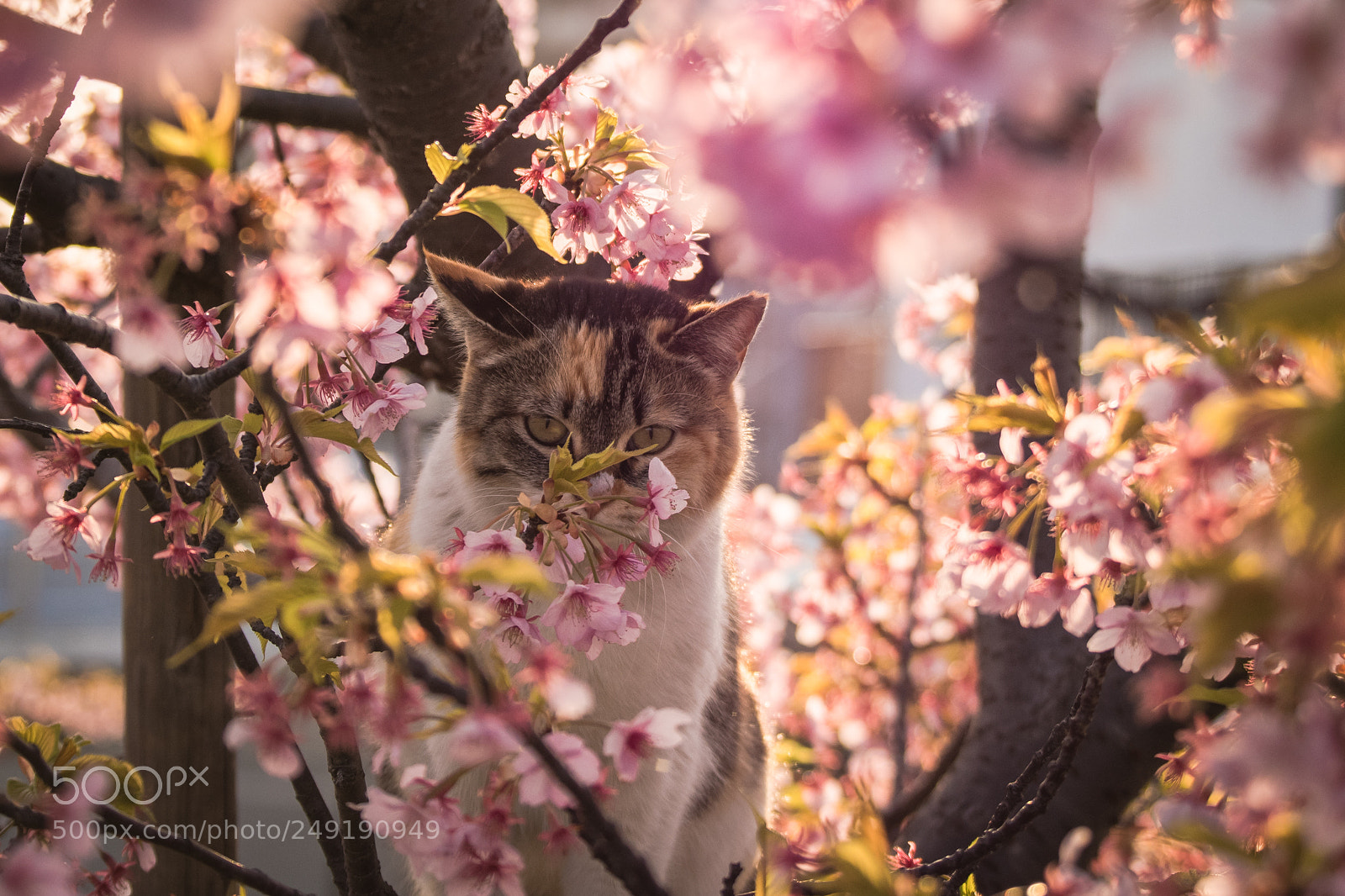 Pentax KP sample photo. Sakura photography