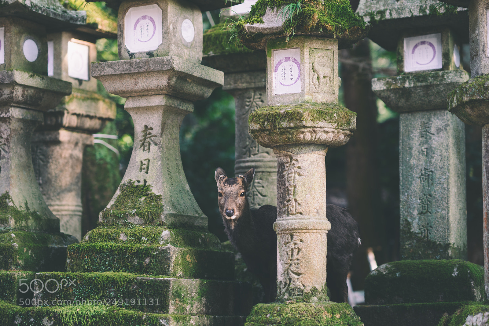 Sony a7R sample photo. Untitled photography