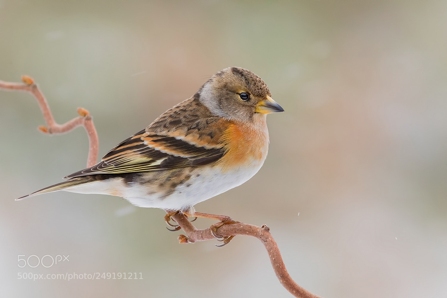 Canon EOS 5D Mark IV sample photo. Brambling - peppola photography