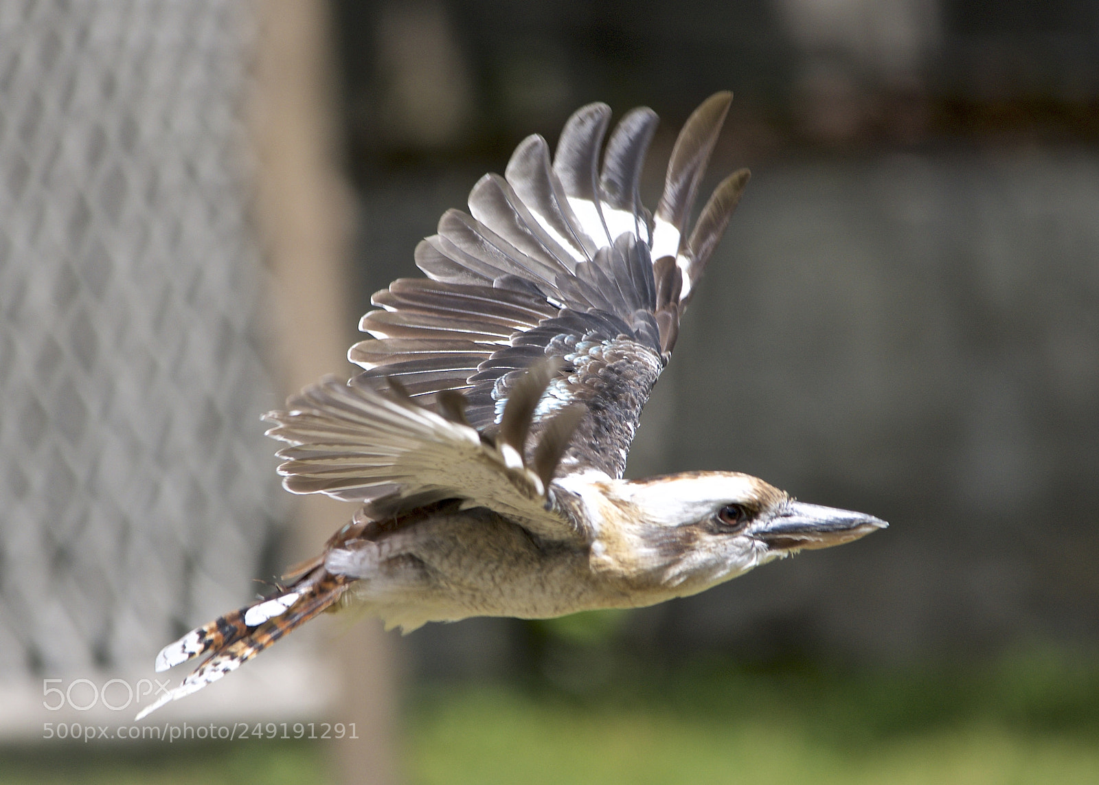 Nikon D610 sample photo. Flight photography