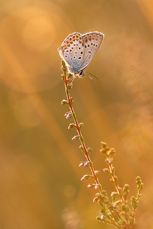 Canon EF-S 55-250mm F4-5.6 IS sample photo. Heideabendlicht photography