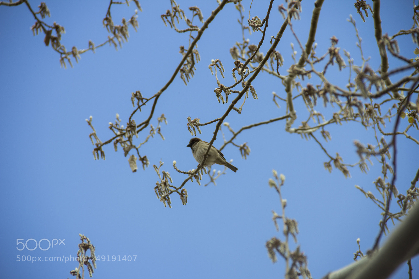 Canon EOS 60D sample photo. Common blackbird photography