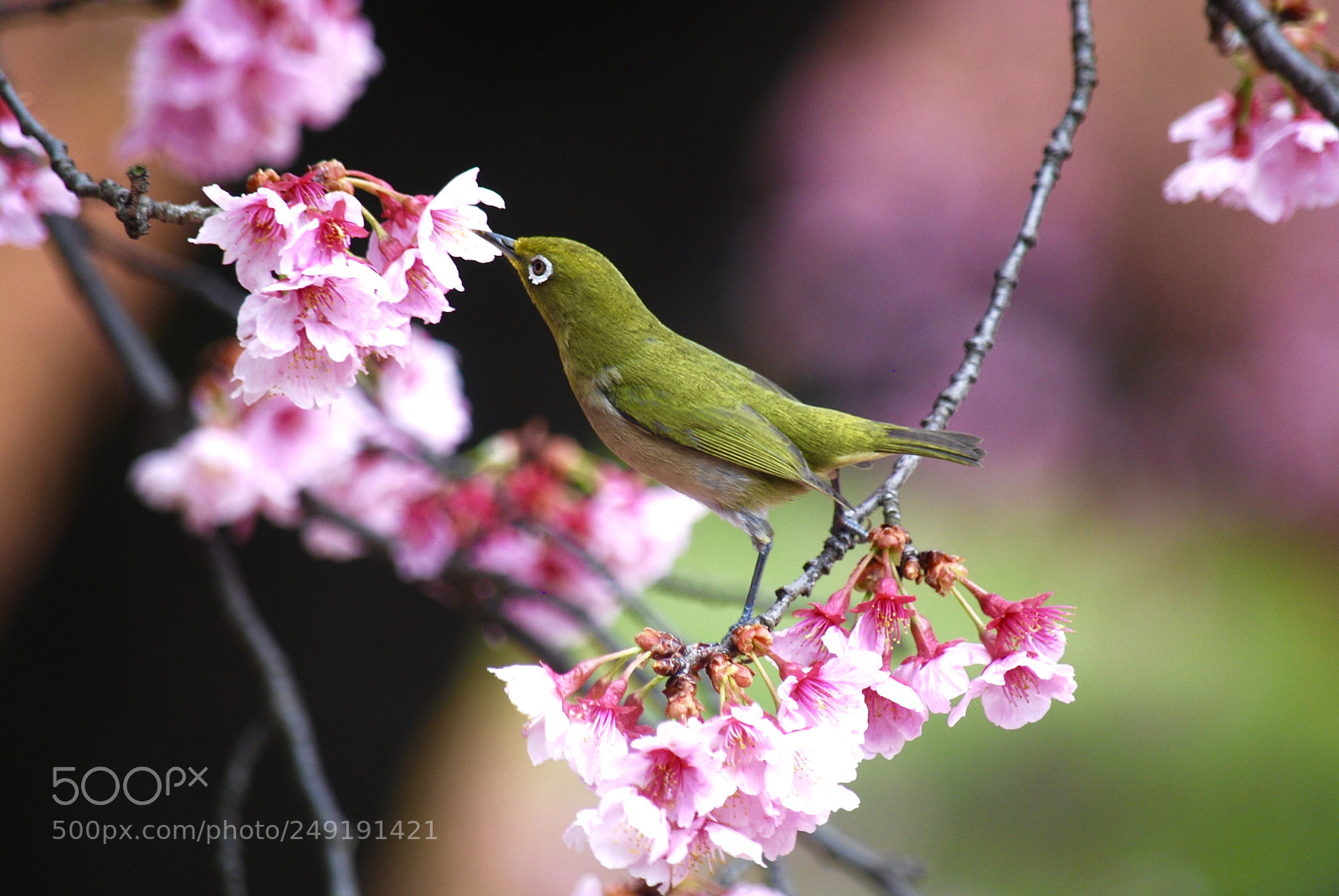 Nikon D40X sample photo. Meet cherry blossoms photography