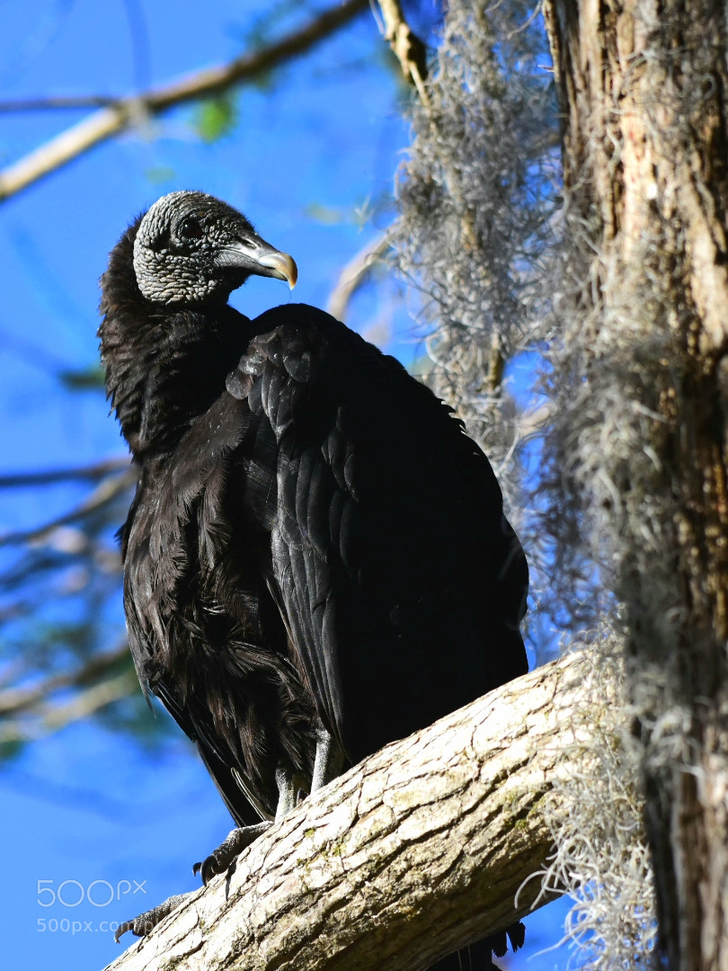 Nikon D7200 sample photo. Black vulture - dead photography