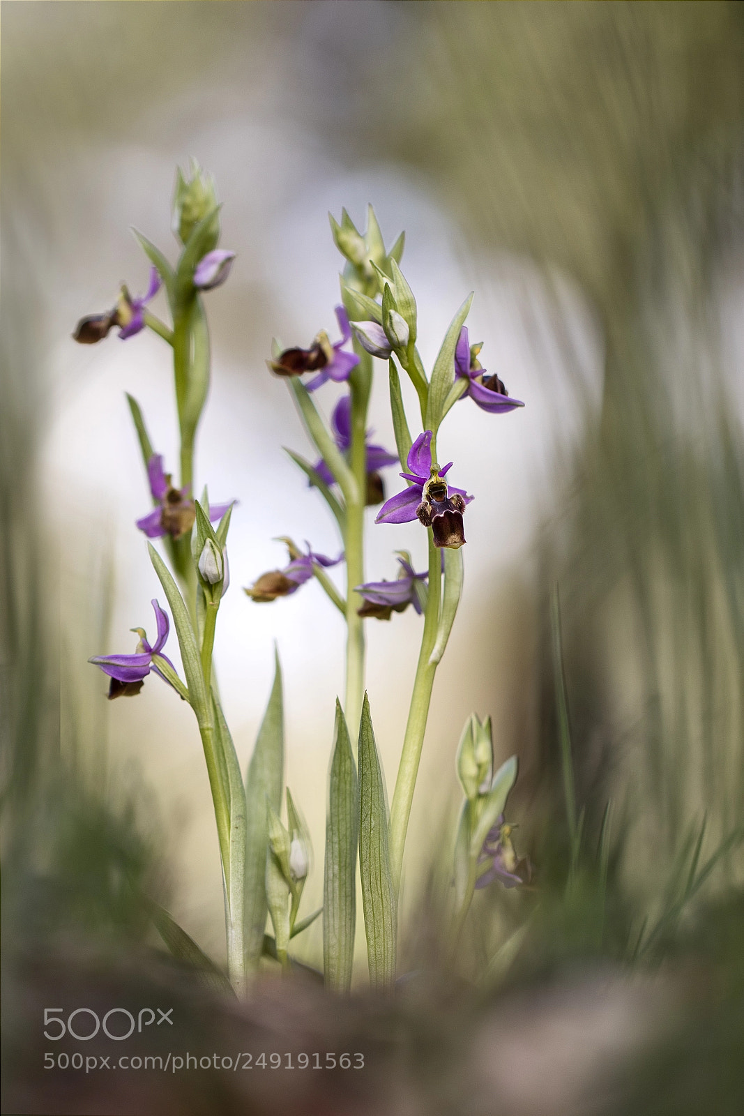 Canon EOS 7D Mark II sample photo. Esplendor en la hierba photography