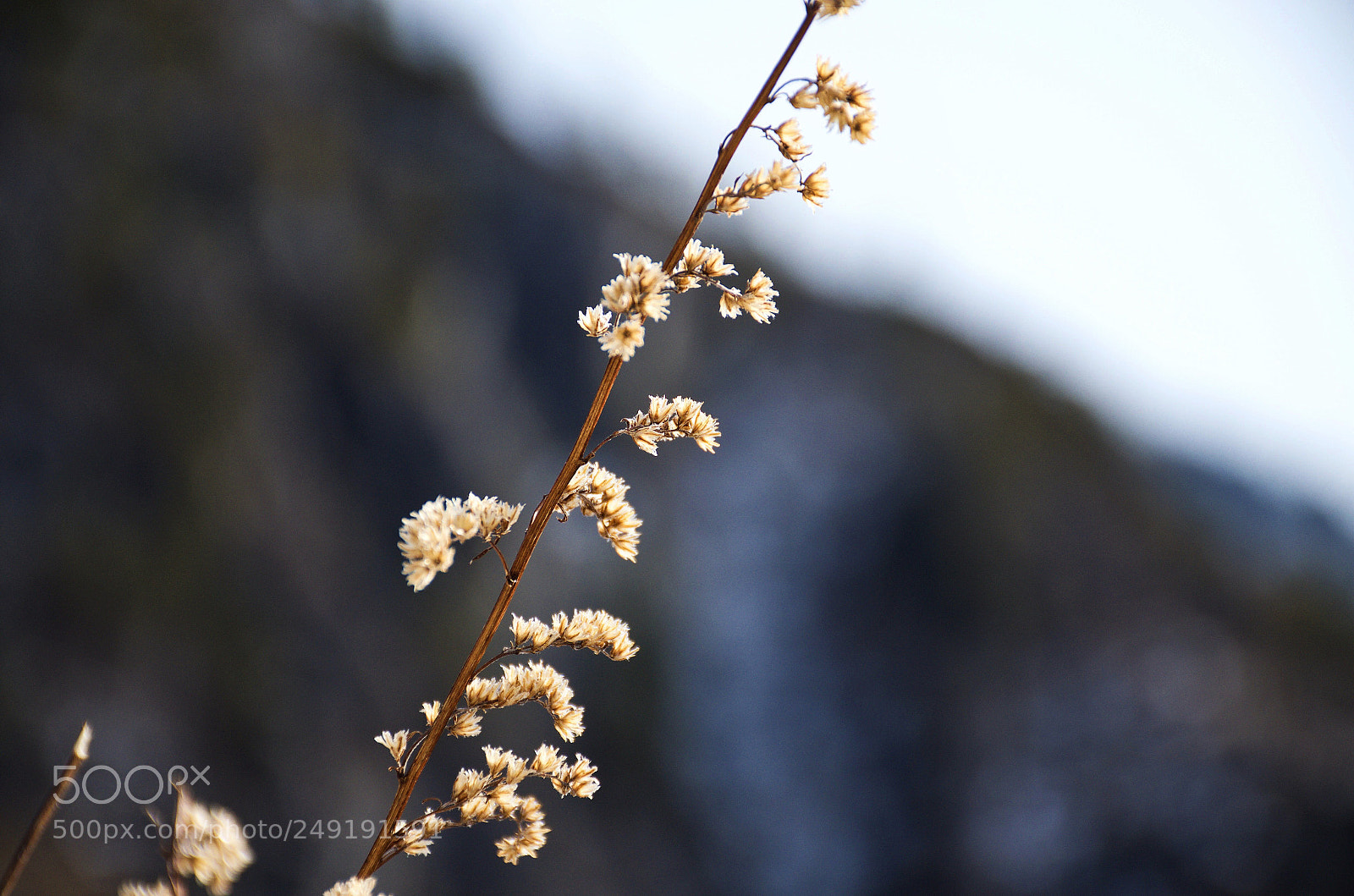 Nikon D5100 sample photo. Branch photography