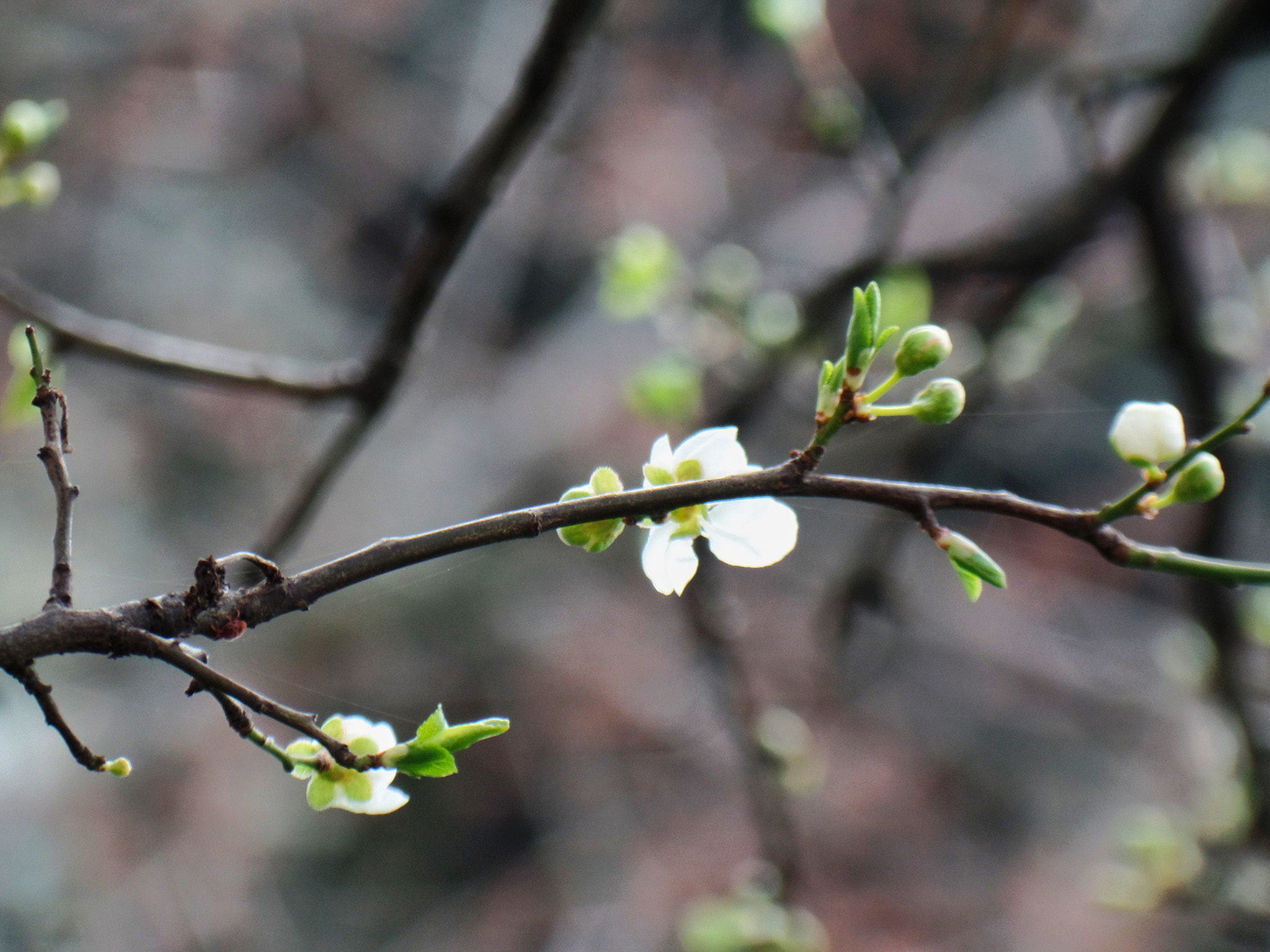 Samsung WB350F/WB351F/WB352F sample photo. Spring flowers photography
